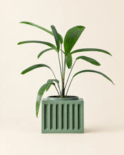 Slat Box Planter – front view