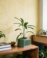 Slat Box Planter – styled on a console