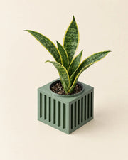 Slat Box Planter – styled in use
