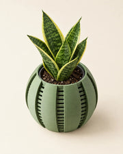 Slot Band Orchid Planter – styled in use