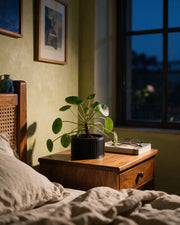 Slot Cage Planter – at night on a bedside table