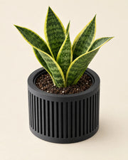 Slot Cage Planter – styled in use