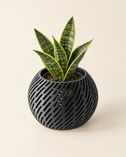 Slot Drum Orchid Planter – styled in use