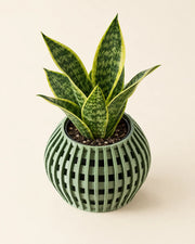 Slot Globe Planter – styled in use