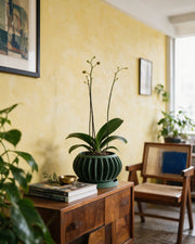 Slot Sphere Orchid Planter – styled on a console