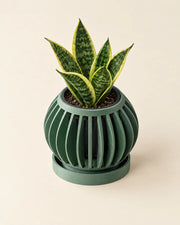 Slot Sphere Orchid Planter – styled in use
