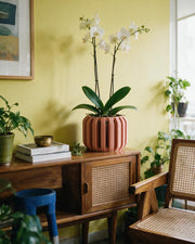 Slotted Block Orchid Planter – styled on a console