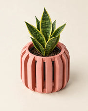 Slotted Block Orchid Planter – styled in use