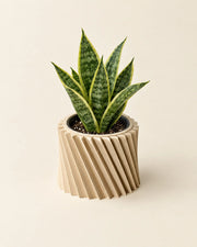 Spiral Rib Planter – styled in use