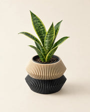 Split Tier Planter – styled in use