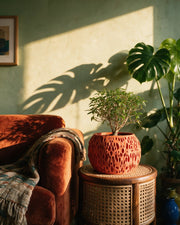 Sponge Pore Planter – on a side table at golden hour