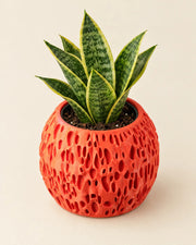 Sponge Pore Planter – styled in use