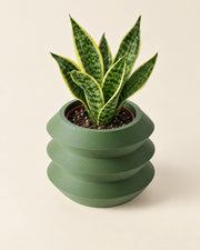 Stacked Ring Planter – styled in use