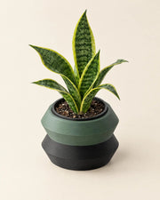 Stepped Rim Planter – styled in use