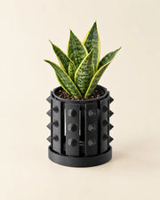 Stud Slot Orchid Planter – styled in use