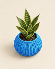 Sunburst Bowl Planter – styled in use