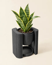 Suspended Frame Planter – styled in use