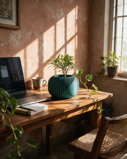 Sweep Fin Planter – on a work desk in morning sun