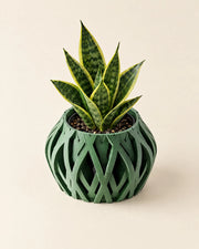 Swirl Lattice Orchid Planter – styled in use