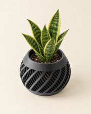 Swirl Slot Orchid Planter – styled in use