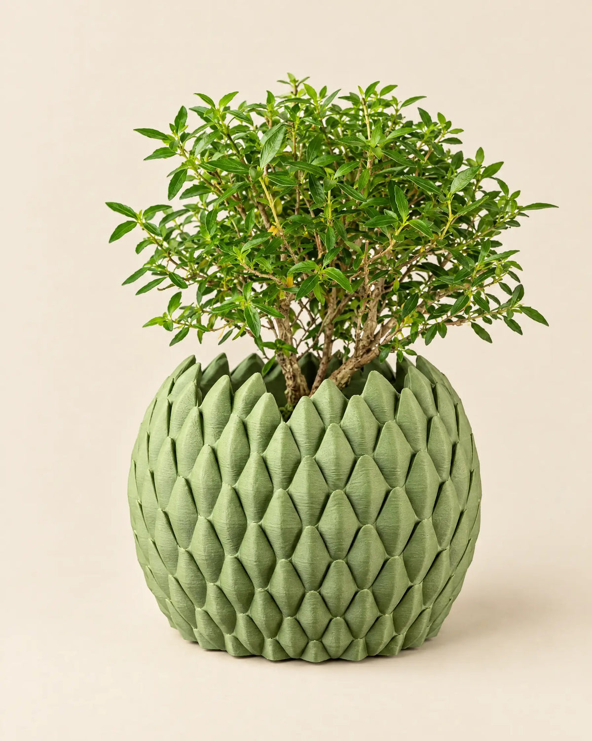 Teardrop Scale Planter