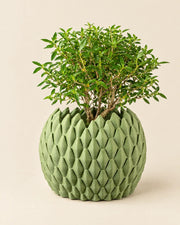 Teardrop Scale Planter – three-quarter studio view