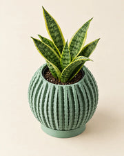 Textured Rib Planter – styled in use