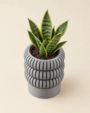 Triple Ring Planter – styled in use