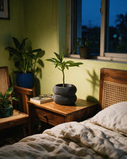 Twin Ring Planter – at night on a bedside table