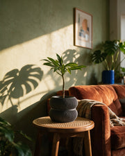 Twin Ring Planter – on a side table at golden hour