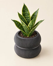 Twin Ring Planter – styled in use