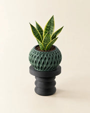 Twist Pedestal Display Stand – styled in use