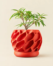 Voronoi Shell Planter – front view
