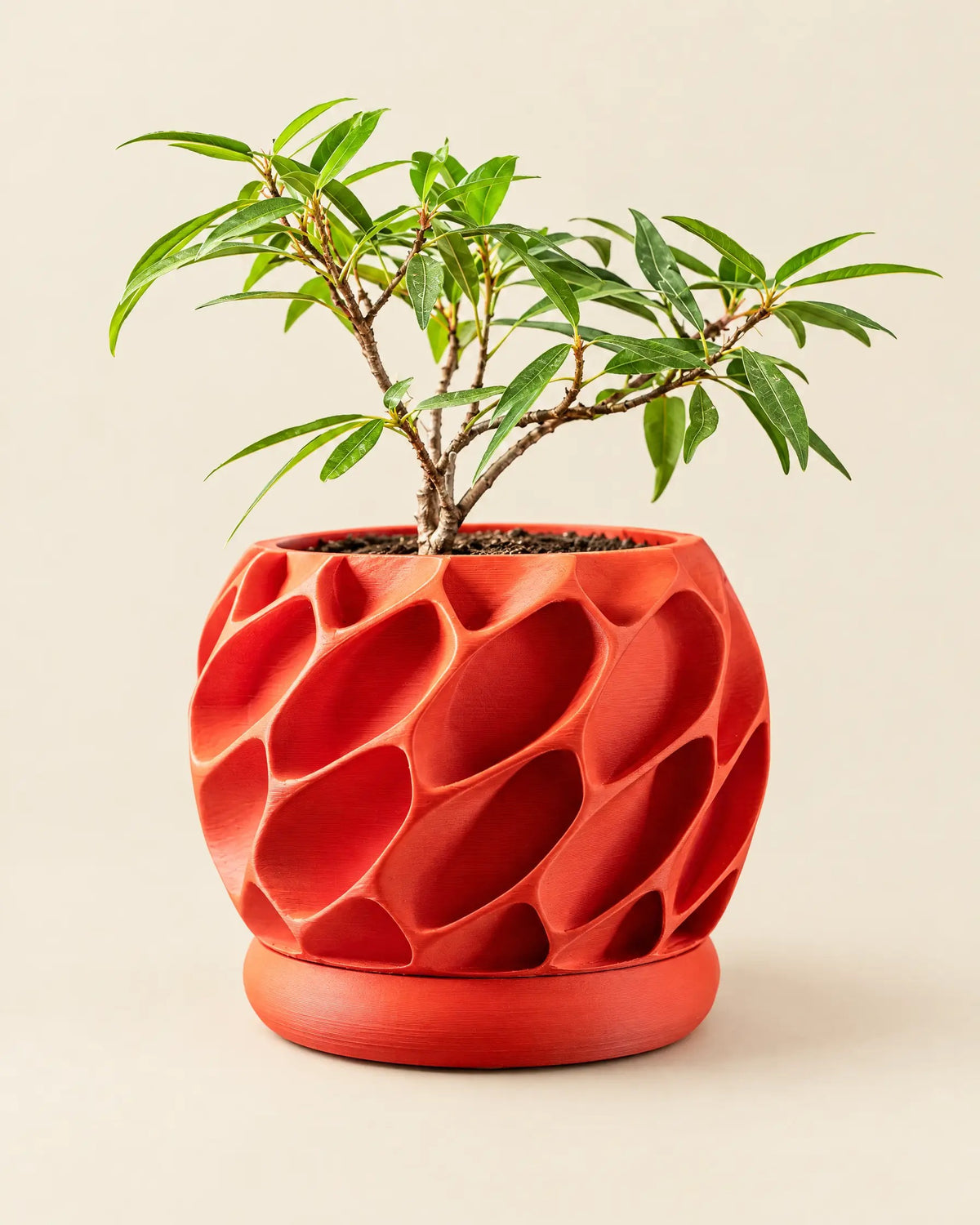 Voronoi Shell Planter