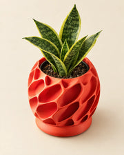 Voronoi Shell Planter – styled in use