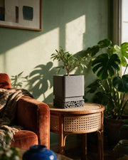 Voronoi Square Planter – on a side table at golden hour