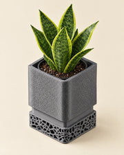 Voronoi Square Planter – styled in use
