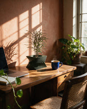 Vortex Sweep Planter – on a work desk in morning sun