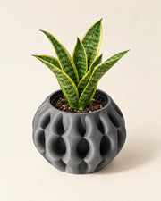 Wave Fin Planter – styled in use
