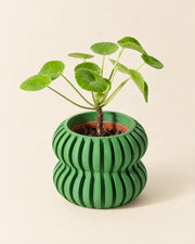 Wave Flute Planter – three-quarter studio view
