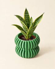Wave Flute Planter – styled in use