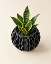Wave Rib Orchid Planter – styled in use
