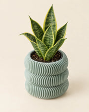 Wave Ring Planter – styled in use