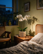 Wavy Ring Orchid Planter – at night on a bedside table