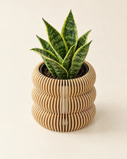 Wavy Ring Orchid Planter – styled in use