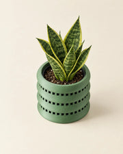 Window Band Orchid Planter – styled in use