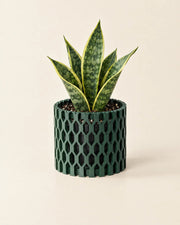 Woven Cage Planter – styled in use