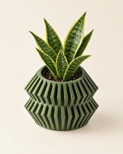 Zigzag Hex Planter – styled in use