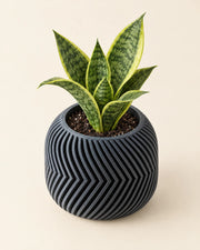 Zigzag Ridge Planter – styled in use