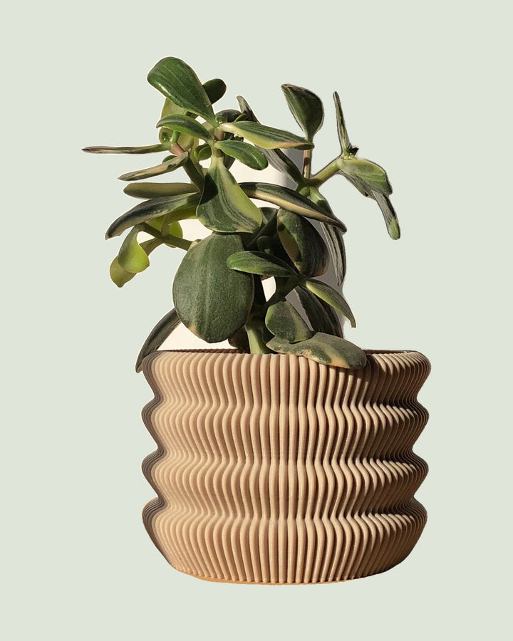 Capri Pot Holder